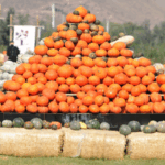 D4NSUNIRB6DBHIE6MZVO - 🌍NewspaperAmigo – Your Global News Buddy 🗞️ 🎃 Pumpkin Art Takes Over Urumqi with Autumn Vibes & Family Fun!