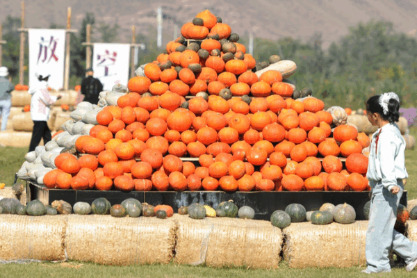 🎃 Pumpkin Art Takes Over Urumqi with Autumn Vibes & Family Fun! 🎃 Pumpkin Art Takes Over Urumqi with Autumn Vibes & Family Fun!