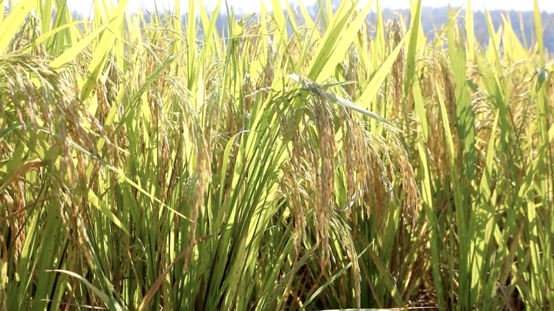 China’s Autumn Harvest Hits High Gear 🌾🚜 China’s Autumn Harvest Hits High Gear 🌾🚜 video poster