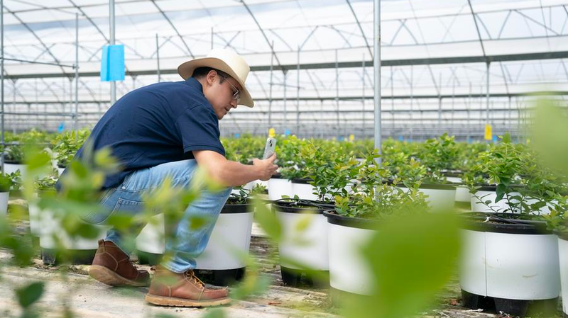 From Peru to Yunnan: A Blueberry Engineer’s Sweet Journey 🌍✨ From Peru to Yunnan: A Blueberry Engineer’s Sweet Journey 🌍✨