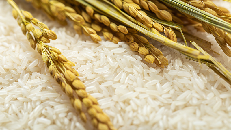 China’s Rice Revolution Boosts Chad’s Food Security 🌾🤝 China's Rice Revolution Boosts Chad's Food Security 🌾🤝