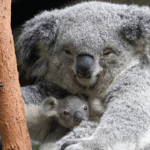 EQ4926CBUG9ZWI6ELLB0 - 🌍NewspaperAmigo – Your Global News Buddy 🗞️ 🌏✈️ Chinese Travelers Get Easy Access to Australia & New Zealand!