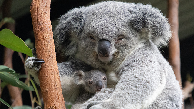 EQ4926CBUG9ZWI6ELLB0 - 🌍NewspaperAmigo – Your Global News Buddy 🗞️ 🌏✈️ Chinese Travelers Get Easy Access to Australia & New Zealand!