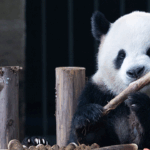 F6O4TCUFVM1PRD09IPWL - 🌍NewspaperAmigo – Your Global News Buddy 🗞️ Pandas Feast on Mooncakes for Mid-Autumn Festival 🐼🌕