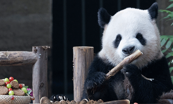 Pandas Feast on Mooncakes for Mid-Autumn Festival 🐼🌕 Pandas Feast on Mooncakes for Mid-Autumn Festival 🐼🌕