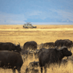 F9C9J06X5PX85F1IM2E2 - 🌍NewspaperAmigo – Your Global News Buddy 🗞️ 🌍 China & Tanzania Launch Ngorongoro-Lengai Geopark with Major Tourism Boost