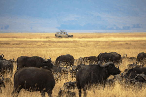 🌍 China & Tanzania Launch Ngorongoro-Lengai Geopark with Major Tourism Boost 🌍 China & Tanzania Launch Ngorongoro-Lengai Geopark with Major Tourism Boost