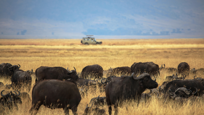 F9C9J06X5PX85F1IM2E2 - 🌍NewspaperAmigo – Your Global News Buddy 🗞️ 🌍 China & Tanzania Launch Ngorongoro-Lengai Geopark with Major Tourism Boost