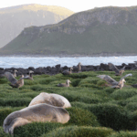 FFKEPLG7OT8TZEIEV3DK - 🌍NewspaperAmigo – Your Global News Buddy 🗞️ Deadly Bird Flu Detected Near Antarctica 🐧🔍