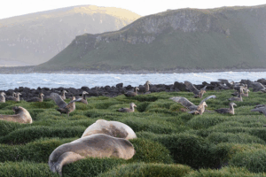 FFKEPLG7OT8TZEIEV3DK - ๐NewspaperAmigo โ Your Global News Buddy ๐๏ธ Deadly Bird Flu Detected Near Antarctica ๐ง๐