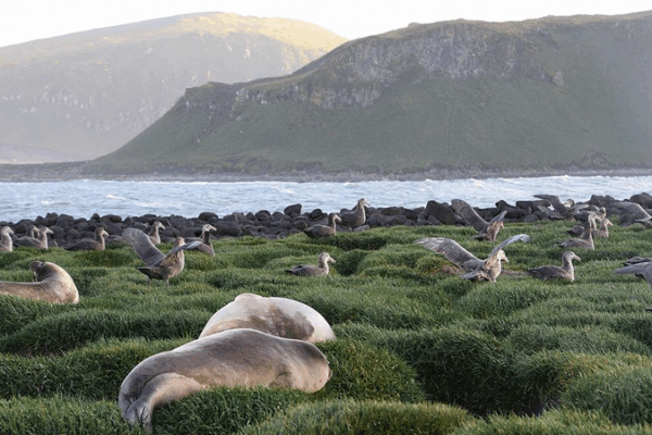 Deadly Bird Flu Detected Near Antarctica 🐧🔍 Deadly Bird Flu Detected Near Antarctica 🐧🔍