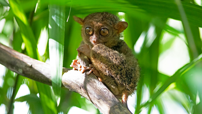 🌿👀 Meet the Philippine Tarsier: APEC’s Tiny Rainforest Guardian! 🐒 🌿👀 Meet the Philippine Tarsier: APEC’s Tiny Rainforest Guardian! 🐒