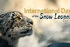 🌨️🐆 Saving the 'Ghost of the Mountains': Why Snow Leopards Need Our Help!