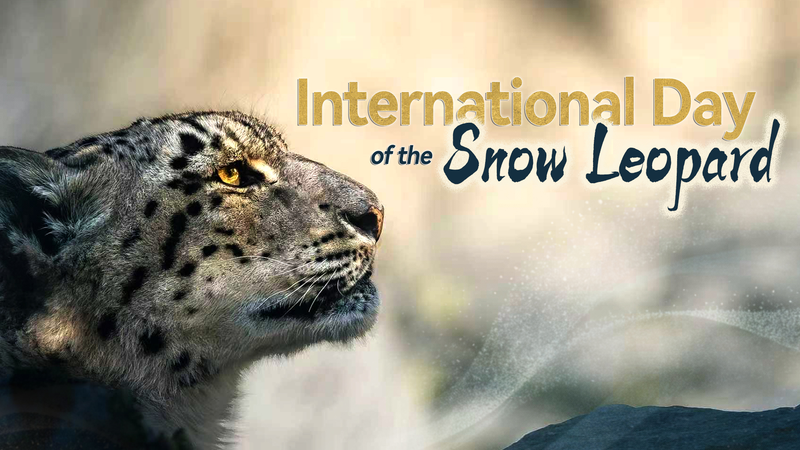 G060TBOU0CF99F3MQF03 - 🌍NewspaperAmigo – Your Global News Buddy 🗞️ 🌨️🐆 Saving the 'Ghost of the Mountains': Why Snow Leopards Need Our Help!