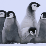 Emperor Penguins on the Move: Climate Shifts Reshape Breeding Grounds 🐧🌍