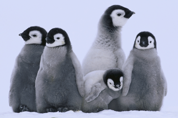 Emperor Penguins on the Move: Climate Shifts Reshape Breeding Grounds 🐧🌍 Emperor Penguins on the Move: Climate Shifts Reshape Breeding Grounds 🐧🌍
