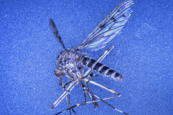 GDJVV5TOC9XNCKD3BYY5 - 🌍NewspaperAmigo – Your Global News Buddy 🗞️ Iceland’s First Mosquito Sighting Sparks Buzz 🦟❄️