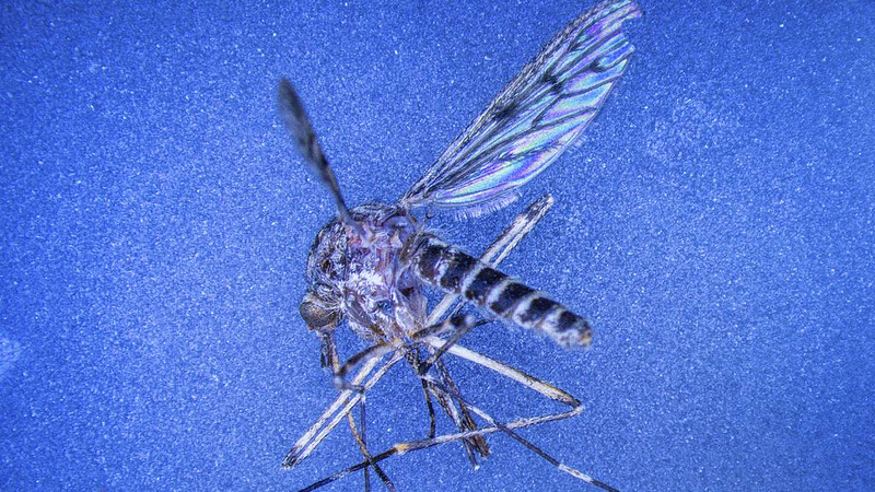 Iceland’s First Mosquito Sighting Sparks Buzz 🦟❄️