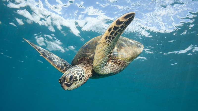 ๐๐ข Rare Green Sea Turtle Hatchlings Make Waves in South China Sea! ๐๐ข Rare Green Sea Turtle Hatchlings Make Waves in South China Sea!