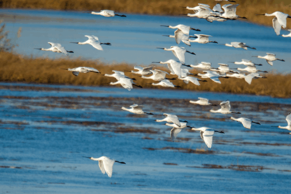 Wolong Lake Welcomes Rare Migratory Birds 🌿🦢 Wolong Lake Welcomes Rare Migratory Birds 🌿🦢