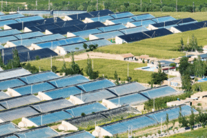 From Desert to Oasis: Minning Town’s Eco-Revolution 🌱🏜️✨