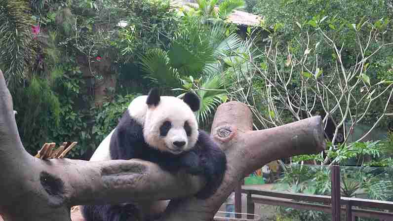Panda Bros Gong Gong & Shun Shun: Life in Tropical Hainan 🐼🌴 Panda Bros Gong Gong & Shun Shun: Life in Tropical Hainan 🐼🌴 video poster