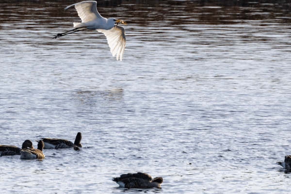 Bird Flu Alert in Germany: Virologist Warns of Pandemic Risk 🚨🦠 Bird Flu Alert in Germany: Virologist Warns of Pandemic Risk 🚨🦠