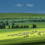 🌱 Drought Crisis: Grasslands Face Collapse as Climate Worsens 🌍