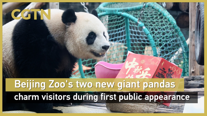 Beijing Zoo’s New Giant Pandas Steal Hearts with Mooncake Feast 🐼🌙 Beijing Zoo’s New Giant Pandas Steal Hearts with Mooncake Feast 🐼🌙 video poster