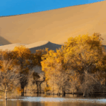 KL0H5U7F76VEUUD7HFG0 - 🌍NewspaperAmigo – Your Global News Buddy 🗞️ 🌳 Golden Poplars of Xinjiang: Unlocking Nature's Secrets with Science! video poster