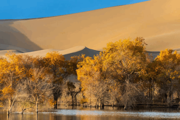 🌳 Golden Poplars of Xinjiang: Unlocking Nature’s Secrets with Science! 🌳 Golden Poplars of Xinjiang: Unlocking Nature's Secrets with Science! video poster