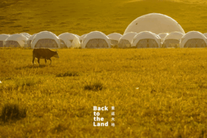 L0NU5ENG2IMXIOTX5O5H - 🌍NewspaperAmigo – Your Global News Buddy 🗞️ Ulanqab Grasslands: Where Herds & Harmony Reign 🌿🐑