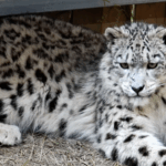 L8BUVOVYVUHDB57CYI5G - 🌍NewspaperAmigo – Your Global News Buddy 🗞️ Xining Wildlife Park Celebrates Snow Leopards on International Day 🐆🌍 video poster