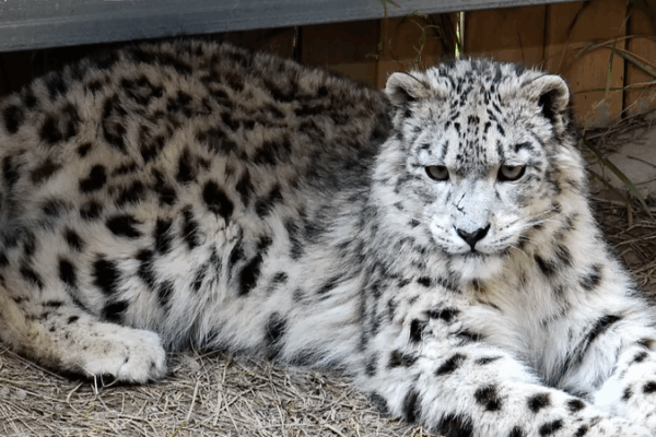 Xining Wildlife Park Celebrates Snow Leopards on International Day 🐆🌍 Xining Wildlife Park Celebrates Snow Leopards on International Day 🐆🌍 video poster