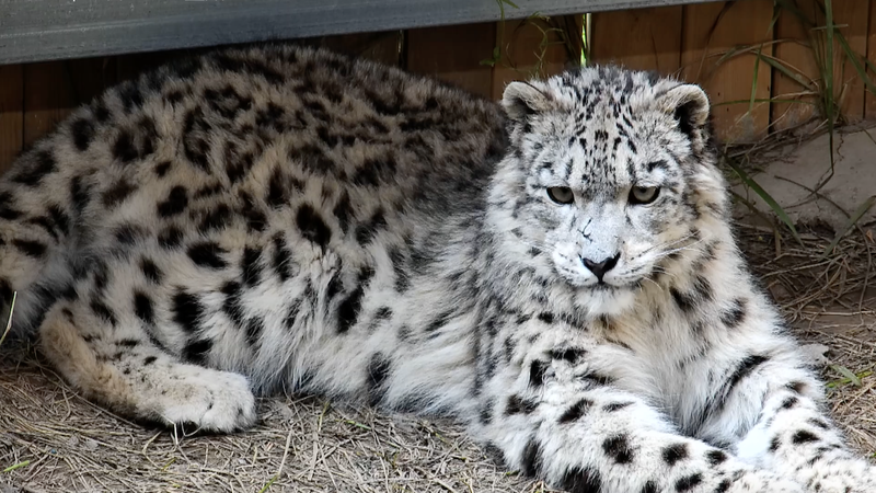 L8BUVOVYVUHDB57CYI5G - 🌍NewspaperAmigo – Your Global News Buddy 🗞️ Xining Wildlife Park Celebrates Snow Leopards on International Day 🐆🌍 video poster