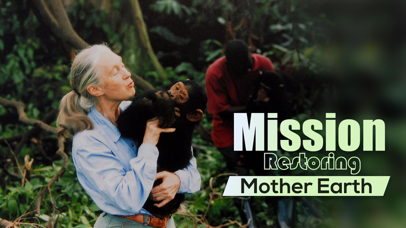 Jane Goodall, Trailblazing Primatologist, Passes Away at 91 🌿🦍 Jane Goodall, Trailblazing Primatologist, Passes Away at 91 🌿🦍 video poster