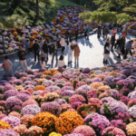 Ritan Park Blooms with Autumn Magic 🌼🍂