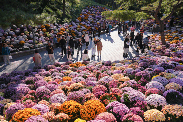Ritan Park Blooms with Autumn Magic 🌼🍂 Ritan Park Blooms with Autumn Magic 🌼🍂
