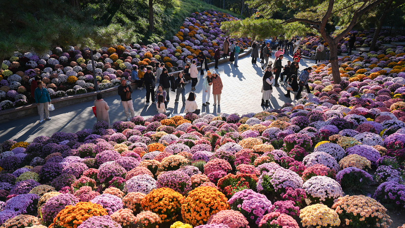 M46UL1LMWYBEK6V8NF1H - 🌍NewspaperAmigo – Your Global News Buddy 🗞️ Ritan Park Blooms with Autumn Magic 🌼🍂