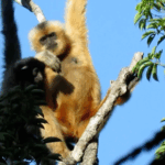 China’s National Parks: A Green Leap for Biodiversity 🌳🐼 video poster