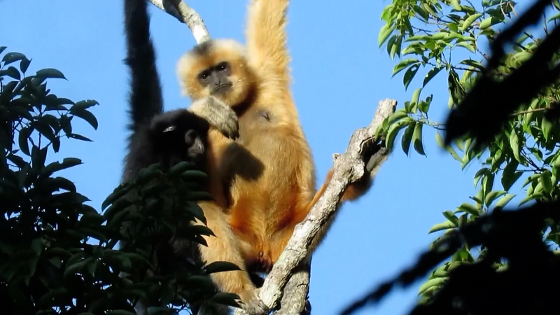 China’s National Parks: A Green Leap for Biodiversity 🌳🐼 video poster