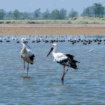 NP0CVUIIX76DB9B72P2T - 🌍NewspaperAmigo – Your Global News Buddy 🗞️ Winged Wonders: China’s Autumn Bird Migration Takes Flight 🕊️ video poster