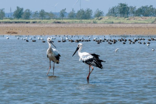 Winged Wonders: China’s Autumn Bird Migration Takes Flight 🕊️ Winged Wonders: China’s Autumn Bird Migration Takes Flight 🕊️ video poster