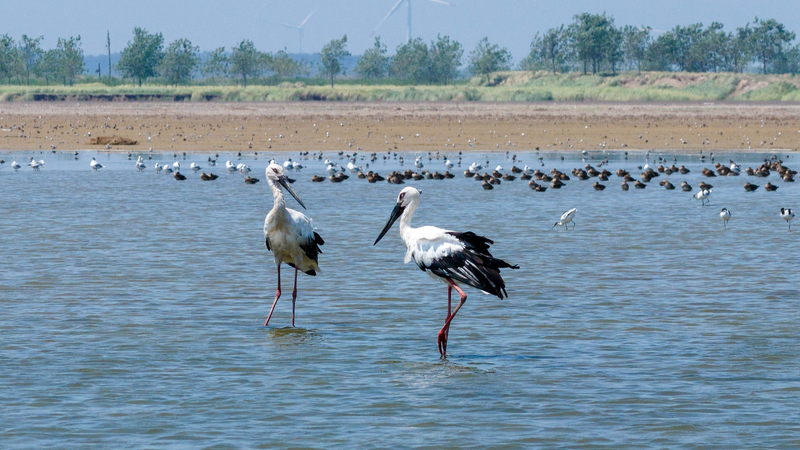 NP0CVUIIX76DB9B72P2T - 🌍NewspaperAmigo – Your Global News Buddy 🗞️ Winged Wonders: China’s Autumn Bird Migration Takes Flight 🕊️ video poster
