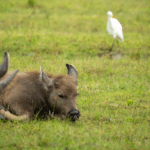 OL1L03IS45IAODVGYPOO - 🌍NewspaperAmigo – Your Global News Buddy 🗞️ Water Buffalo & Egrets Dance in Hainan’s Wetland Symphony 🌿🐦
