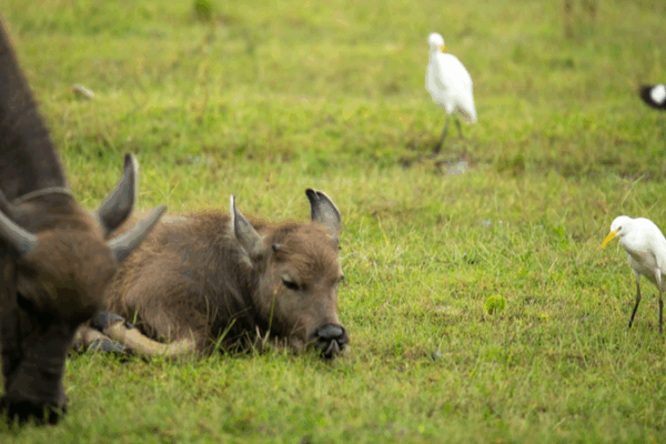 Water Buffalo & Egrets Dance in Hainan’s Wetland Symphony 🌿🐦 Water Buffalo & Egrets Dance in Hainan’s Wetland Symphony 🌿🐦