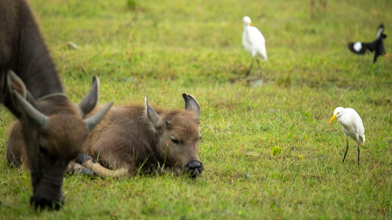 OL1L03IS45IAODVGYPOO - 🌍NewspaperAmigo – Your Global News Buddy 🗞️ Water Buffalo & Egrets Dance in Hainan’s Wetland Symphony 🌿🐦