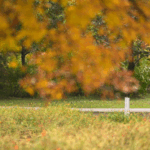 OLJX9XA7ADILMQKG0NF9 - 🌍NewspaperAmigo – Your Global News Buddy 🗞️ Beijing’s Autumn Magic: Where Ancient Trees Meet Golden Skies 🍂✨ video poster