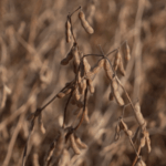 US Farmers Eye Trade Breakthrough with China 🌾🇨🇳 video poster