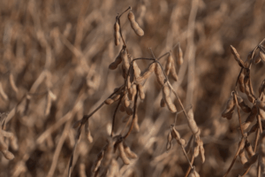 US Farmers Eye Trade Breakthrough with China 🌾🇨🇳 video poster